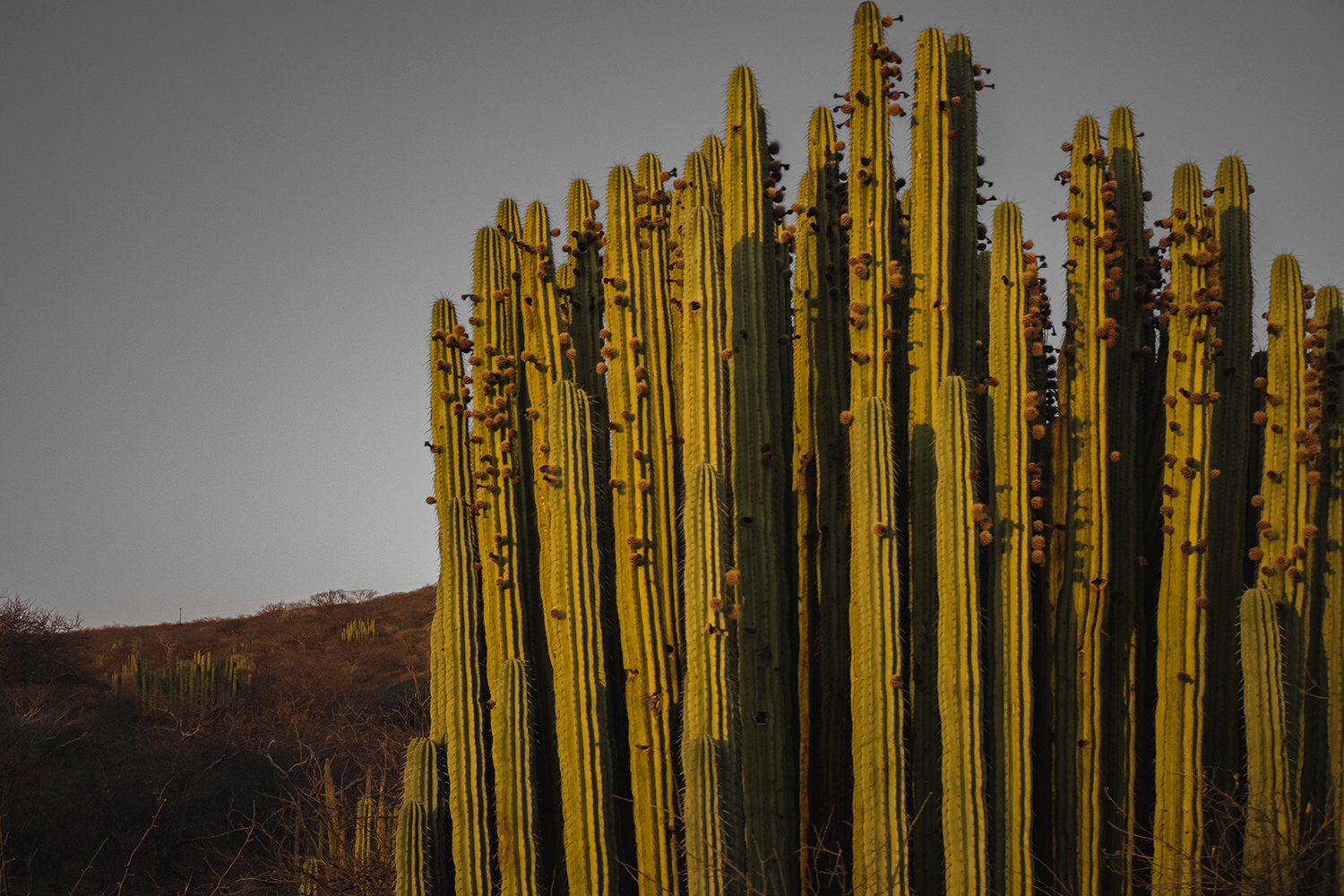 paisaje oaxaca